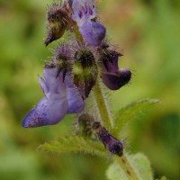 Coleus lanuginosus Hochst. ex Benth.(Hochst. ex Benth.) Agnew